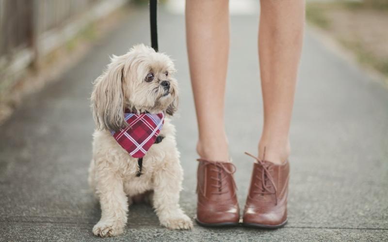 a person holding a dog